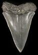 Huge Fossil Mako Shark Tooth - Georgia #42260-1